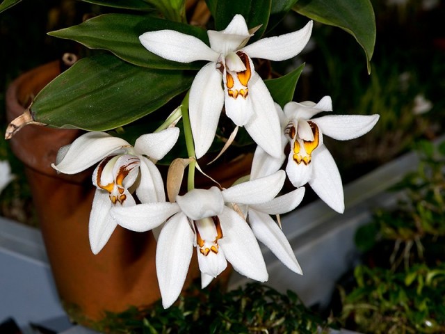 Целогина — орхидея без капризов