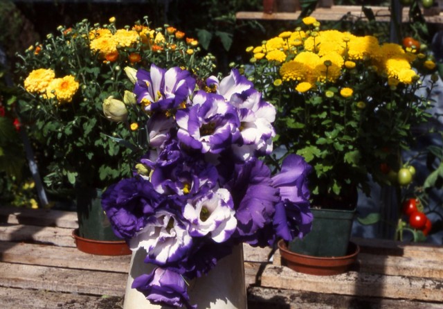 Лучшие цветы для выращивания живых букетов на подоконнике