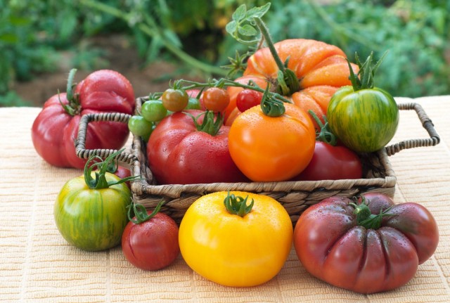 11 интересных сортов томатов, которые я вырастила в этом году