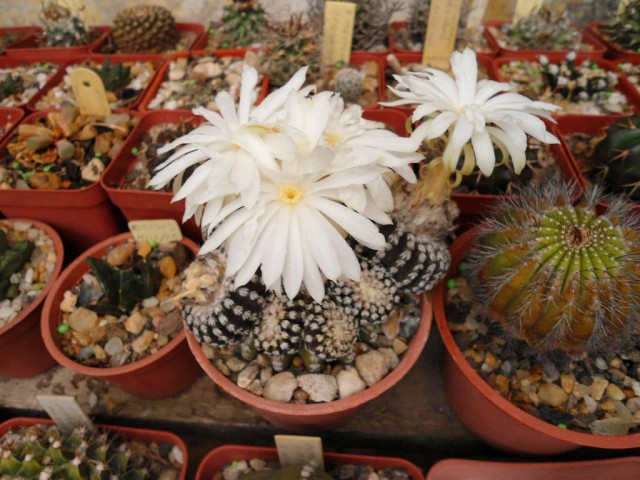 Дискокактус — самый популярный из цветущих кактусов