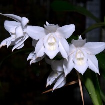 Целогина — орхидея без капризов