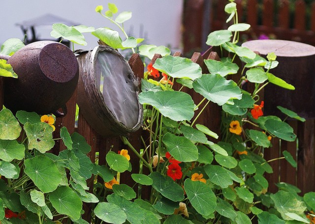 Настурция - уникальное растение для сада и огорода