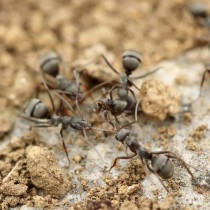 Защита растений от медведки, проволочника и муравьев – 100% эффект