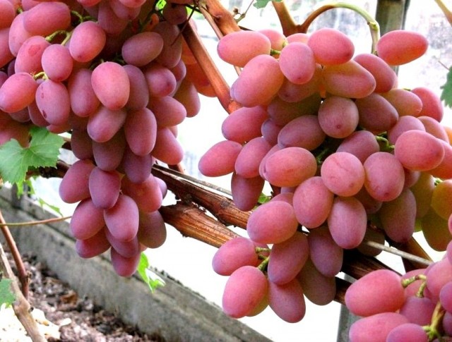 16 лучших сортов винограда для Подмосковья и средней полосы