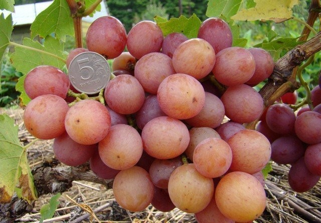 16 лучших сортов винограда для Подмосковья и средней полосы