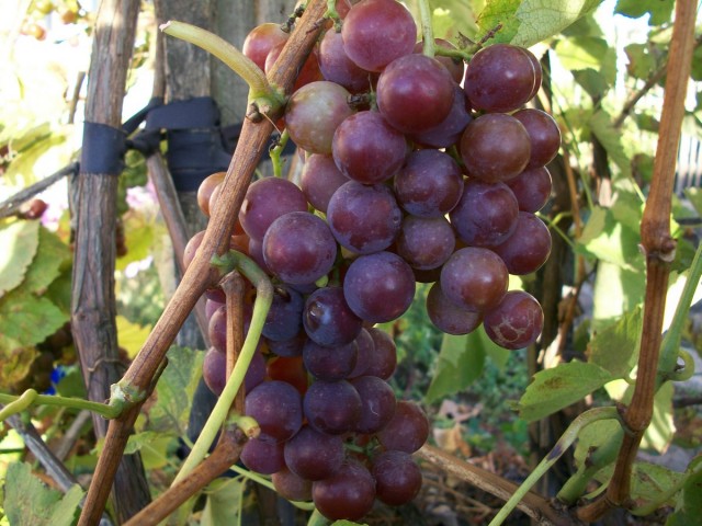 Как ухаживать за виноградом летом для достижения обильного урожая