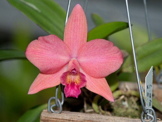 Лелия — самая деликатная среди орхидей