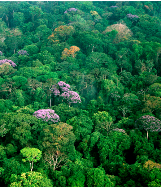 Исчезнут ли леса в Африке?