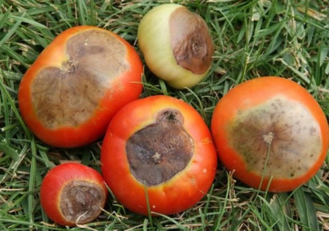 Вершинная гниль томатов — профилактика и способы борьбы