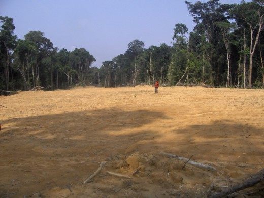 Исчезнут ли леса в Африке?