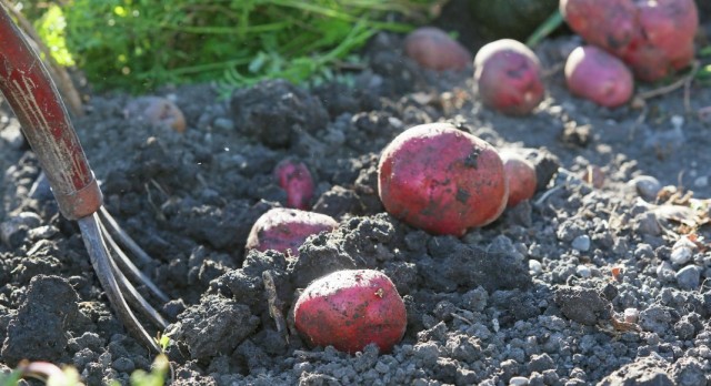 Как правильно отобрать, подготовить и хранить семенной картофель?