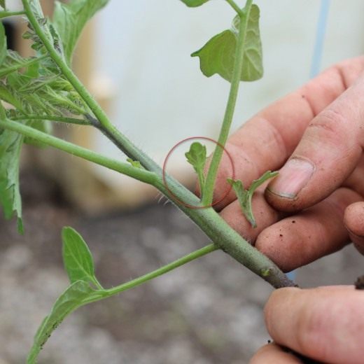 Выращивание томатов в открытом грунте