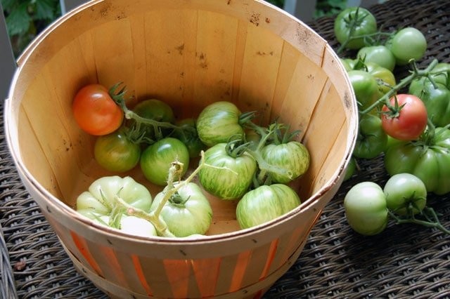 Как правильно дозарить и хранить томаты?