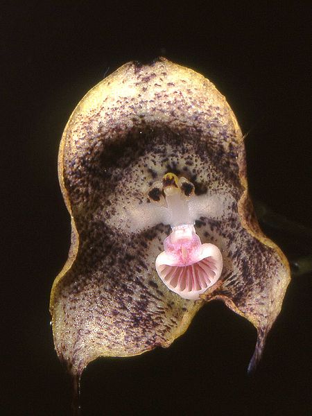 Дракула, - страшно красивая орхидея