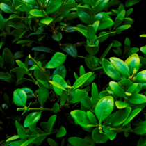 Самшит – вечнозеленое украшение сада
