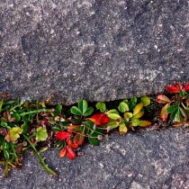Мини-альпинарии в саду — способы организации и выбор растений