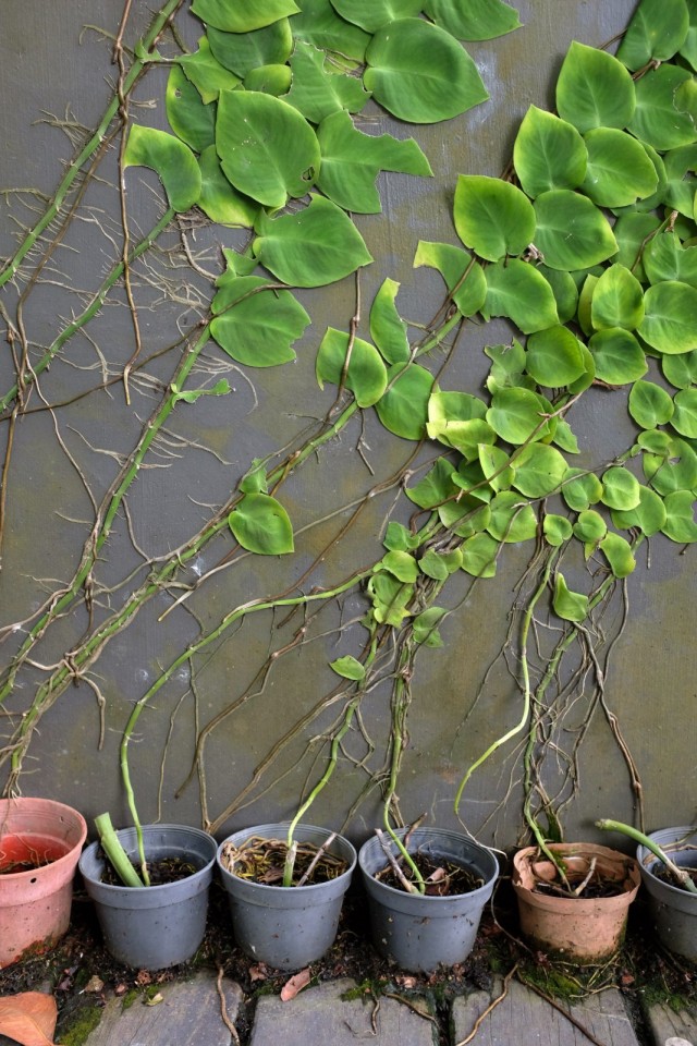 Рафидофора — комнатная лиана для настенного озеленения