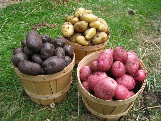 Как правильно отобрать, подготовить и хранить семенной картофель?