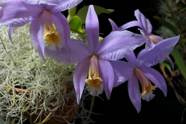 Лелия — самая деликатная среди орхидей