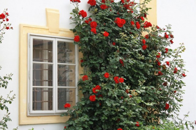 Календарь ухода за плетистыми розами