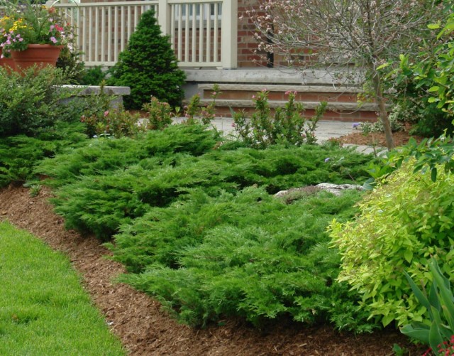 Можжевельник казацкий в саду — особенности выращивания и сорта