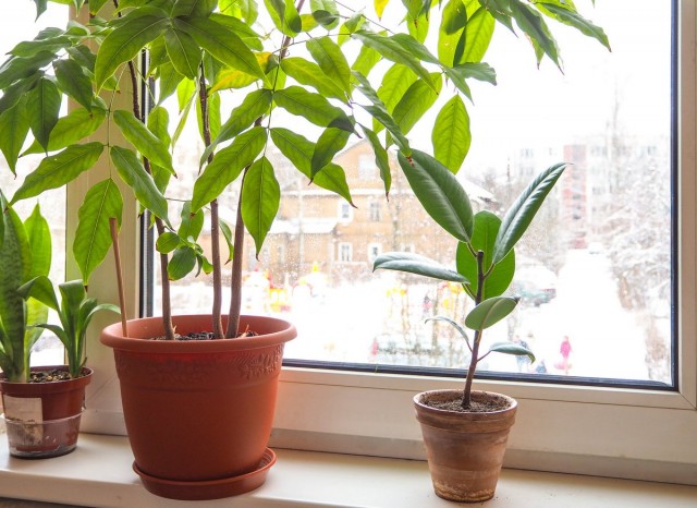 Особенности зимовки комнатных растений
