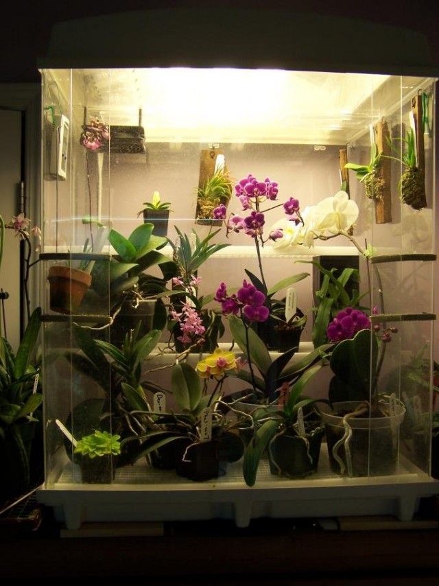 Орхидариум — уютный «дом» для орхидей