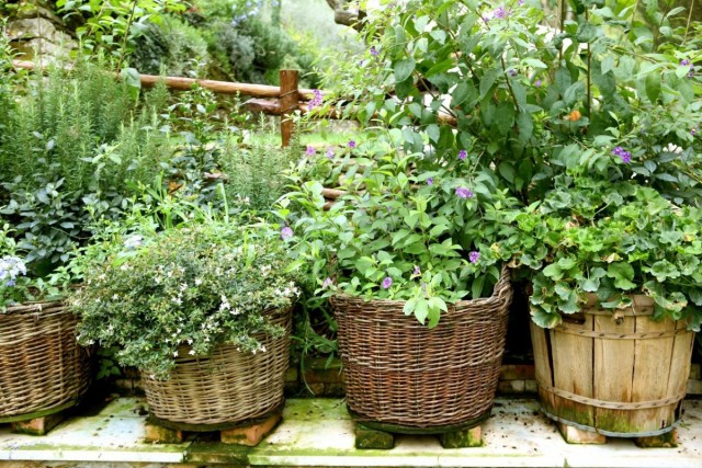 «Чайный» цветник — клумба для выращивания пряных и лекарственных трав
