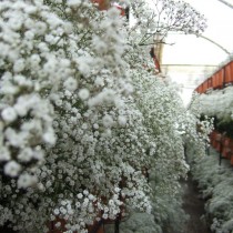 20+ цветов, которые можно посеять под зиму