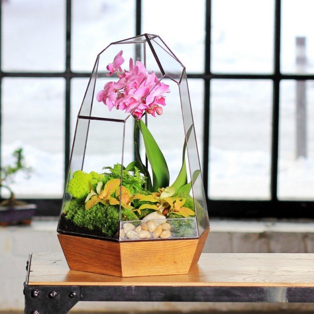 Орхидариум — уютный «дом» для орхидей