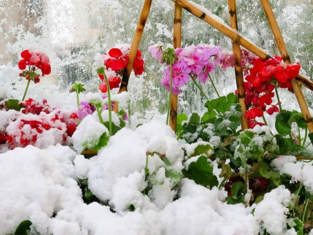 8 летников, цветущих до снега