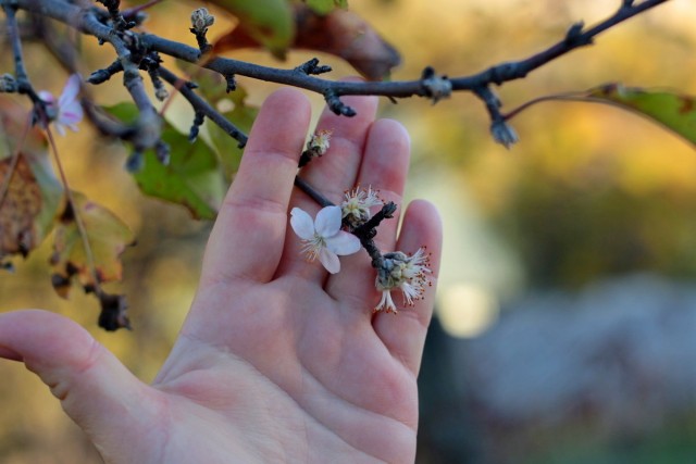 Осеннее цветение плодовых растений — причины и последствия