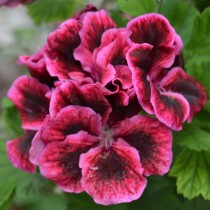 Пеларгония — самая выносливая из красивоцветущих