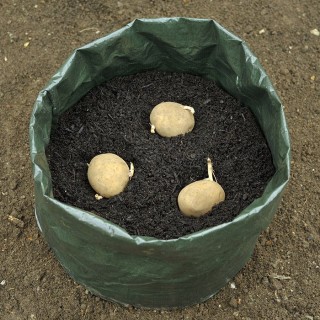 7 способов выращивания картошки, которые увеличат ваш урожай