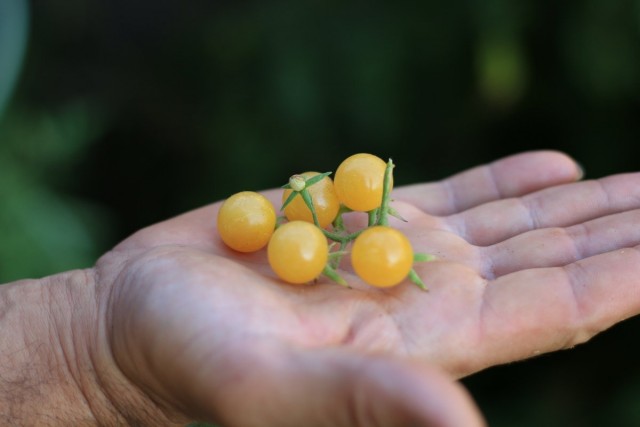 11 интересных сортов томатов, которые я вырастила в этом году