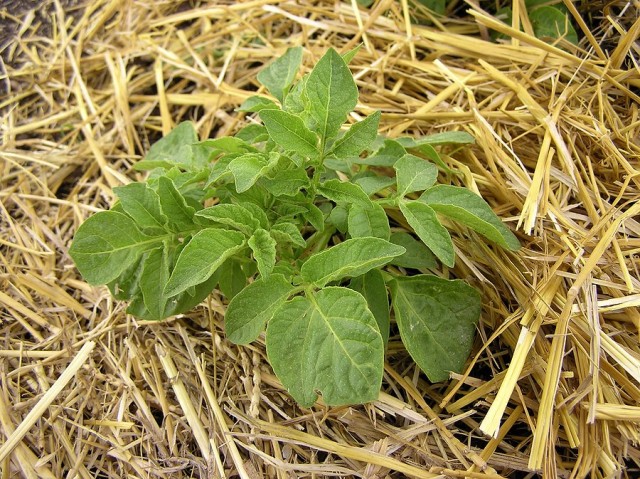 7 способов выращивания картошки, которые увеличат ваш урожай