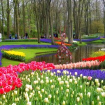Парк Кёкенхоф — королевство весенних луковичных в Голландии