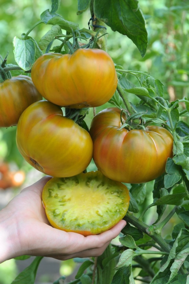 Сорта томатов, которые мы рекомендуем выращивать в сезоне 2019