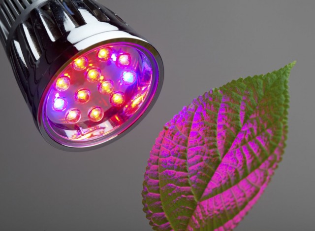 Правильная фитолампа — выбираем осветительный прибор для досветки растений