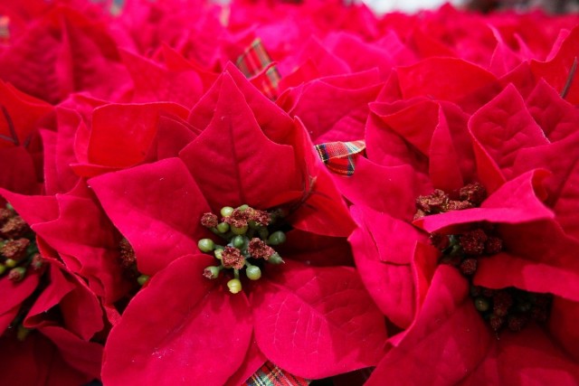Пуансеттия красная — цветы для новогоднего настроения